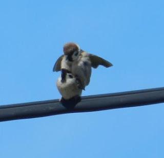 Una parejina de gorrión molinero