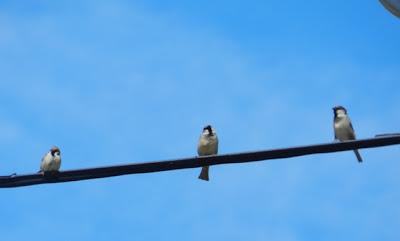 Una parejina de gorrión molinero