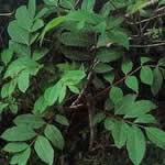 fotos plantas medicinales Zumaque