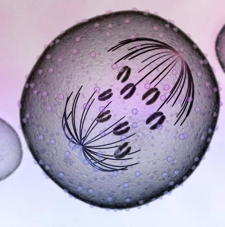 Ciclo de la vida de la celula (introducción)