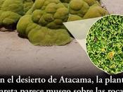 Planta Ilareta