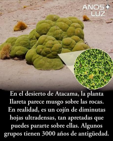 Planta Ilareta