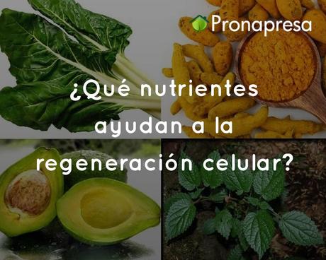 ¿Qué nutrientes ayudan a la regeneración celular?