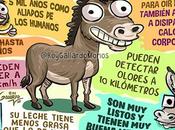 Entre Burros Búhos