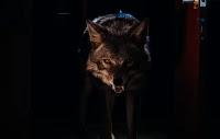 Critica: Coyotes: Terror en la Ciudad