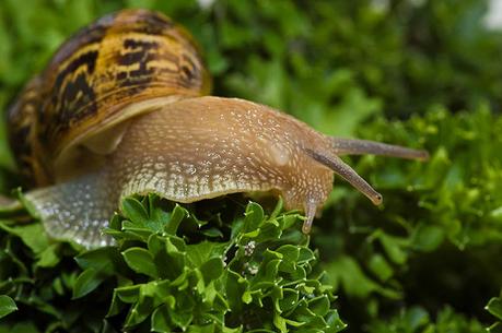 Caracól de jardín