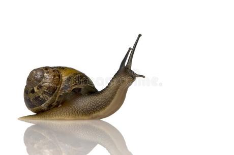 Caracól de jardín