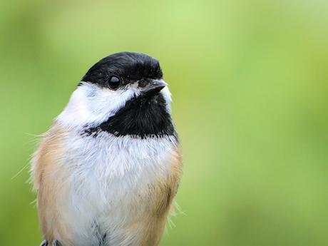 El ingenio de los pájaros