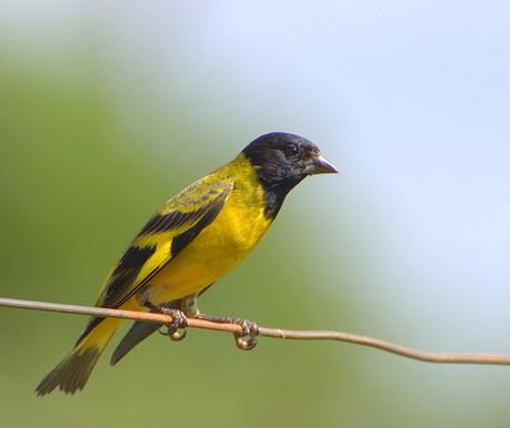 Los pájaros no son estúpidos