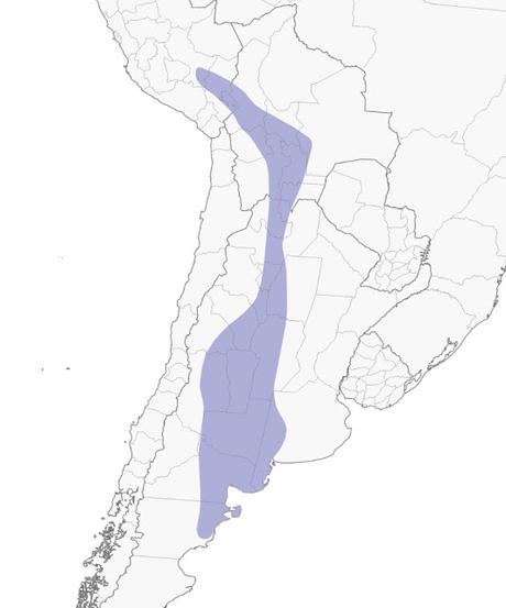 Inambú pálido (Nothura darwinii)