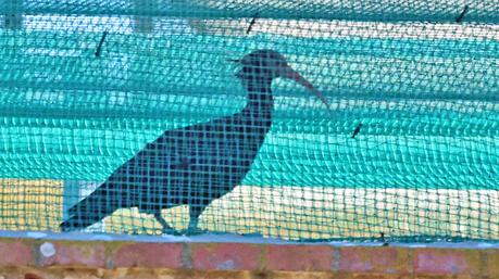 El Ibis eremita , como gallinas en l'Empordà.