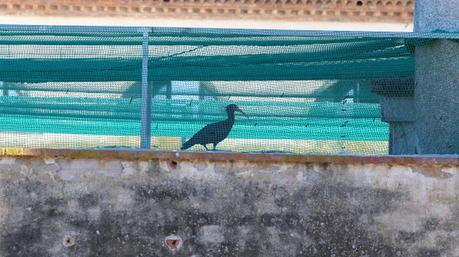 El Ibis eremita , como gallinas en l'Empordà.
