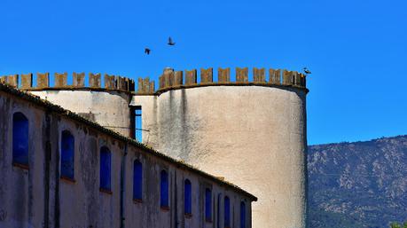 El Ibis eremita , como gallinas en l'Empordà.