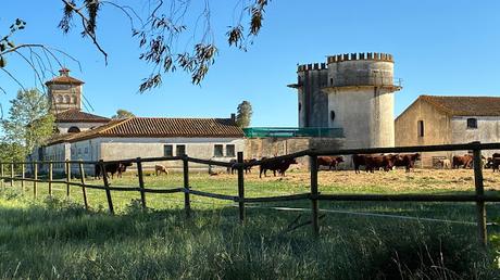 El Ibis eremita , como gallinas en l'Empordà.
