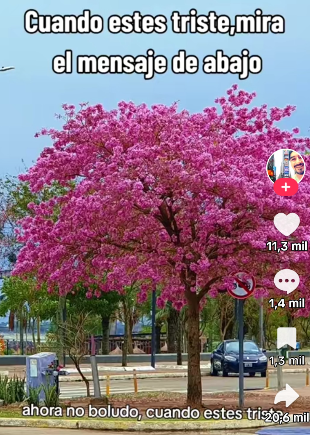 Jacarandá