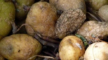 Moho en la comida; quitar ‘lo verde’ no siempre basta