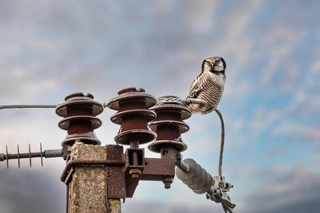 Birdwatching y salud mental