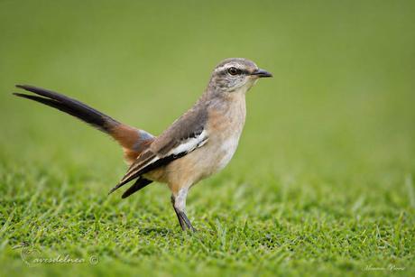 Vuelve la Calandria real