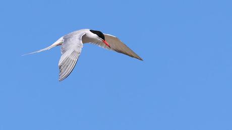 El vigía de hierro y el Charrán común