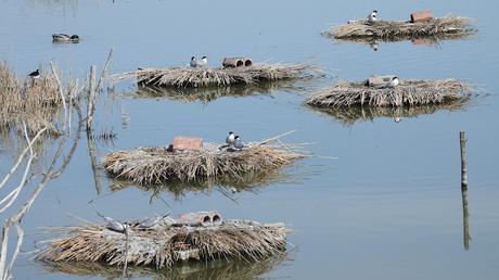 Observación del charrán común: cortejo y nidificación en Riet Vell Observación del charrán común: cortejo y nidificación en Riet Vell