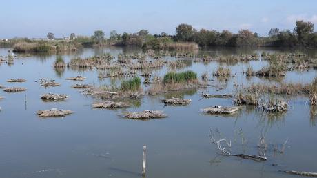 Observación del charrán común: cortejo y nidificación en Riet Vell Observación del charrán común: cortejo y nidificación en Riet Vell
