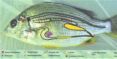 feminizaciĂłn de los peces