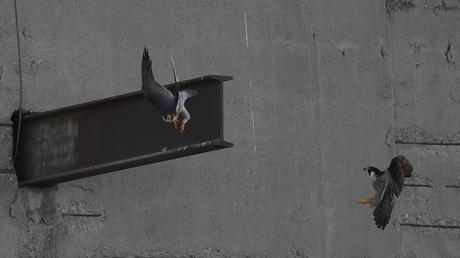 Halcones de Ciutat en pleno rendimiento