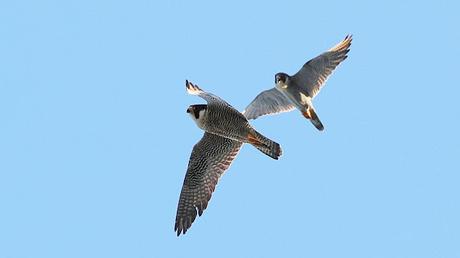 Halcones de Ciutat en pleno rendimiento