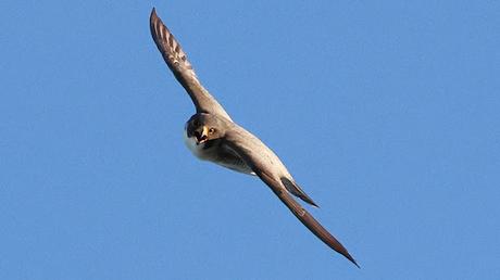 Halcones de Ciutat en pleno rendimiento