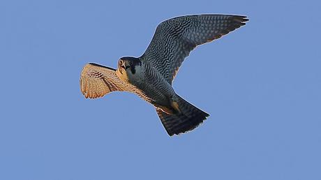 Halcones de Ciutat en pleno rendimiento