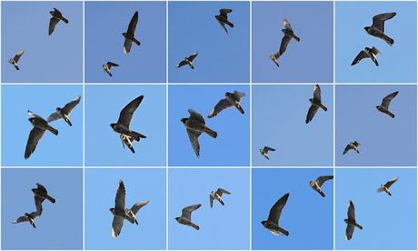 Halcones de Ciutat en pleno rendimiento