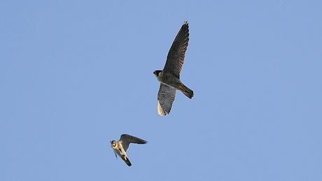 Halcones de Ciutat en pleno rendimiento