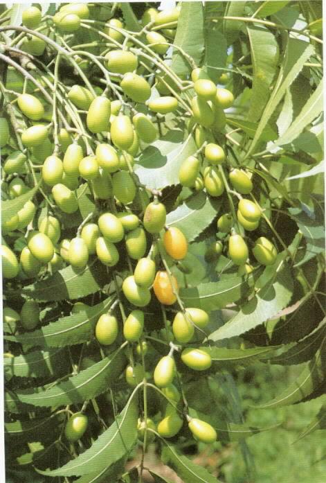 Belleza natural: las excelentes propiedades del aceite de neem