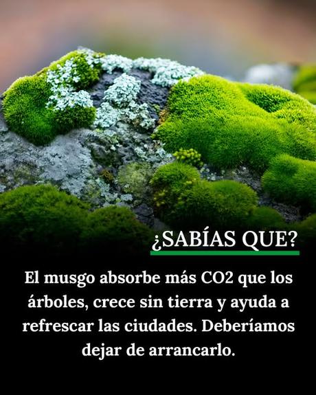 EL PODER CLIMÁTICO DEL MUSGO