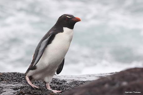Pingüino penacho amarillo (Eudyptes chrysocome)