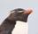 Pingüino penacho amarillo (Eudyptes chrysocome)