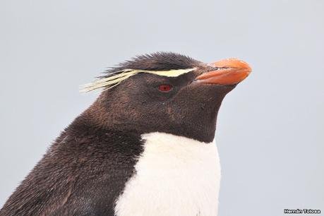 Pingüino penacho amarillo (Eudyptes chrysocome)