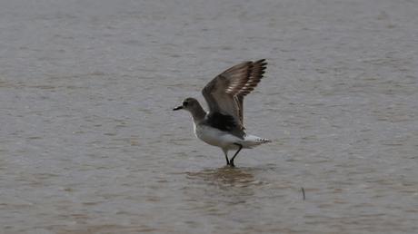 El Chorlito Gris