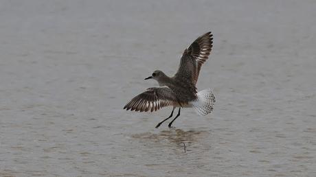 El Chorlito Gris