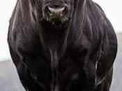 antitaurino.
