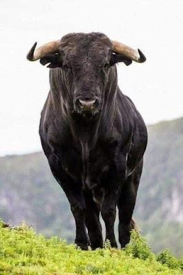 Soy antitaurino.