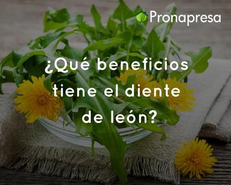 ¿Qué beneficios tiene el diente de león?