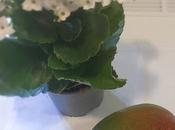 Semifrío mango