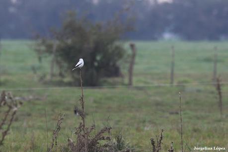Observando aves por campos de Magdalena