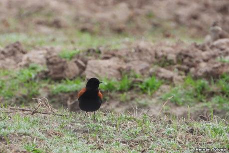 Observando aves por campos de Magdalena