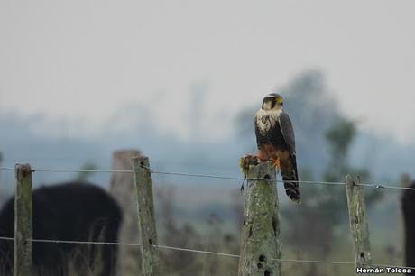 Observando aves por campos de Magdalena