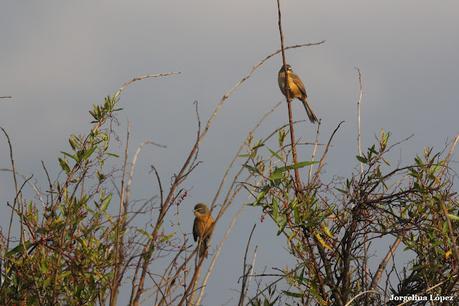 Observando aves por campos de Magdalena