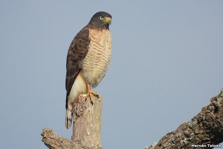 Observando aves por campos de Magdalena