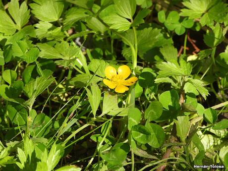 Botón de oro (Ranunculus repens)