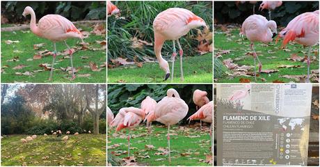 Flamenco de Chile en el Zoo de Barcelona